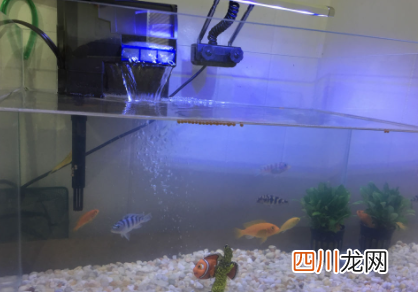 鱼缸换水上午还是下午