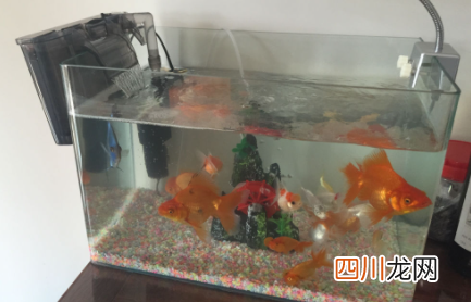 鱼缸换水上午还是下午