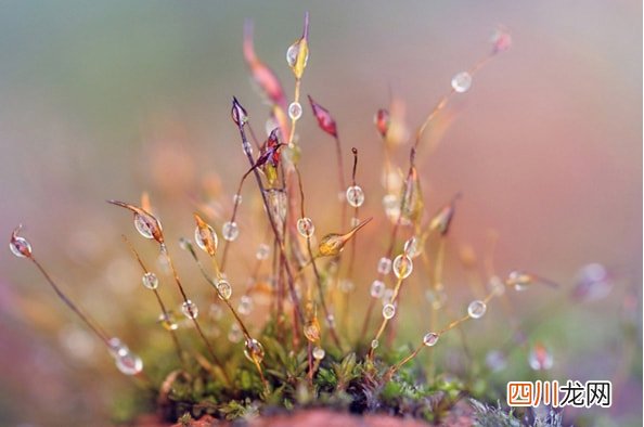 寒露节气带字壁纸图片 寒露图片