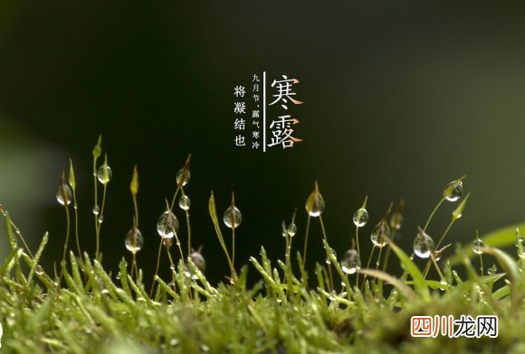 寒露节气带字壁纸图片 寒露图片