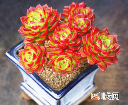 蒂亚多肉长花剑可以剪掉吗