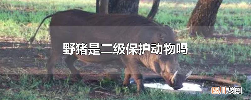 野猪是二级保护动物吗