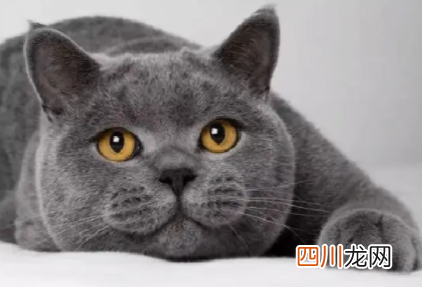 蓝猫多长时间发腮