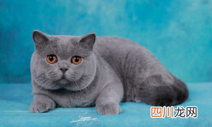 蓝猫多长时间发腮