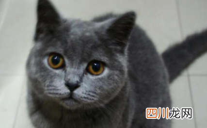 蓝猫多长时间发腮