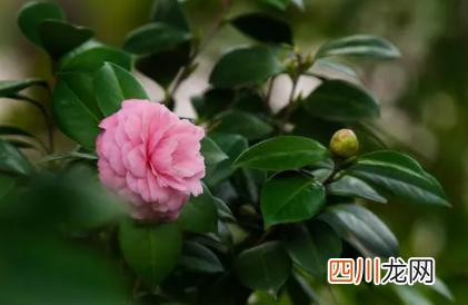 茶花叶子尖发黄干枯是怎样引起的