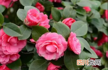 茶花叶子尖发黄干枯是怎样引起的