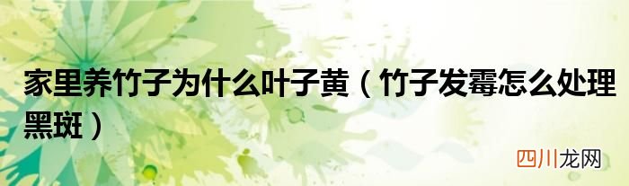 竹子发霉怎么处理黑斑 家里养竹子为什么叶子黄