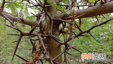 皂角刺的用法 皂角刺的作用