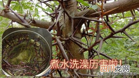 皂角刺的用法 皂角刺的作用