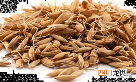 谷芽的功效与作用是什么 谷芽的功效