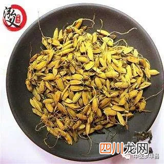 谷芽的功效与作用是什么 谷芽的功效