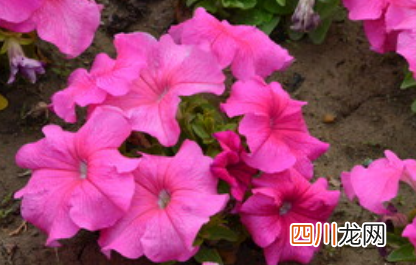 矮牵牛花好不好养