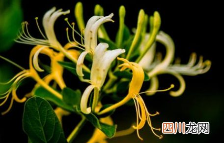 新栽的金银花老桩多久才发芽