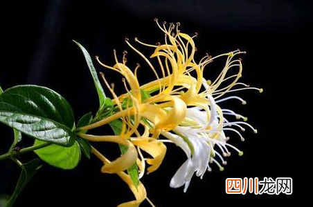 新栽的金银花老桩多久才发芽