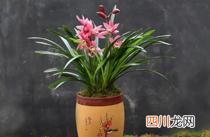 红贵妃兰花好养活吗
