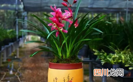 红贵妃兰花好养活吗