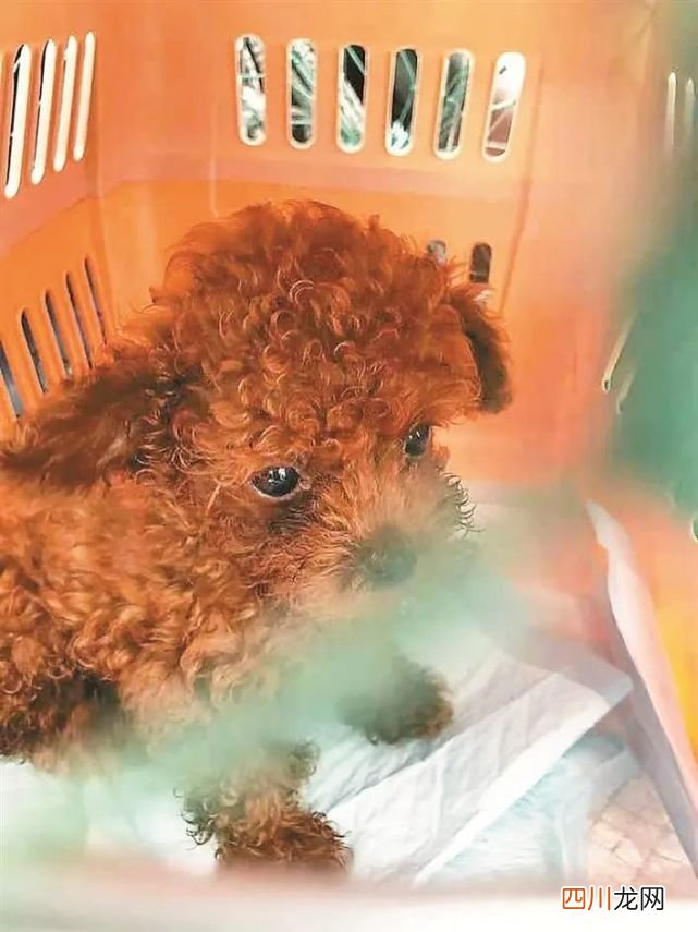 宠物托运猫腻多，记者暗访发现 友鑫宠物托运公司