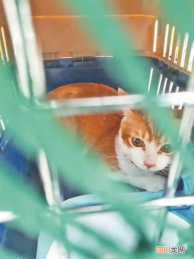 宠物托运猫腻多，记者暗访发现 友鑫宠物托运公司