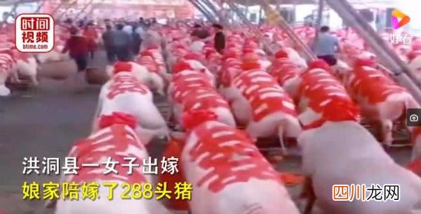 山西一女子结婚娘家陪嫁288头猪，网友：二师兄撑场面，谁敢不
