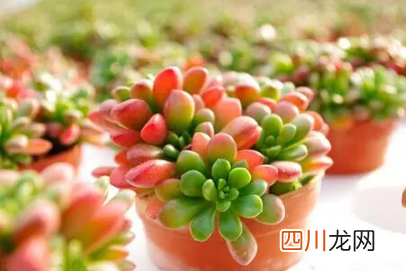 虹之玉好不好养活