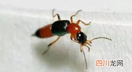 家里出现一只隐翅虫还会有很多吗