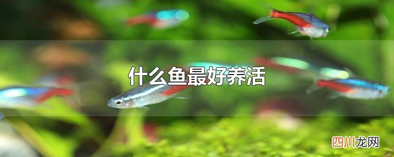 什么鱼最好养活