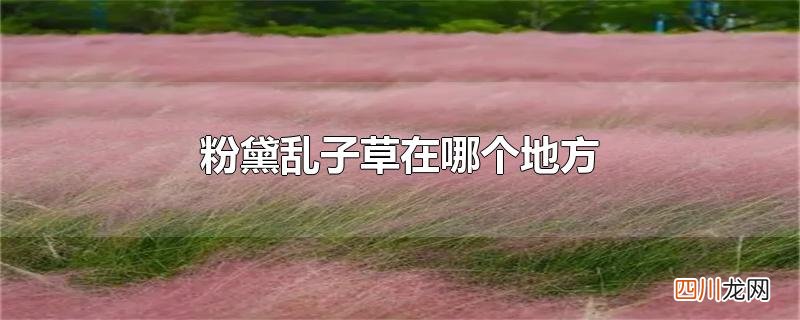 粉黛乱子草在哪个地方