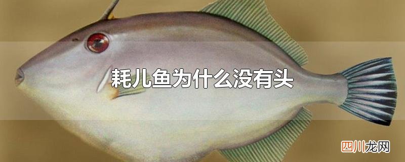 耗儿鱼为什么没有头