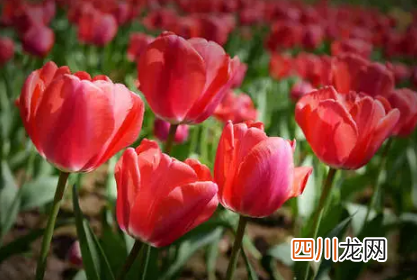 郁金香好养活吗