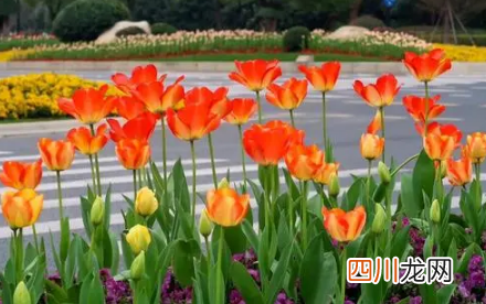 郁金香好养活吗