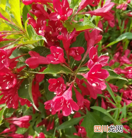 锦带花养久会变色吗