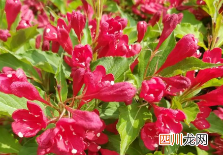 锦带花养久会变色吗