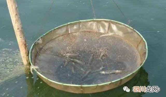 投喂 投什么投什么意思是什么意思
