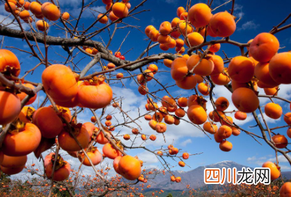 柿子和酸奶能一起吃吗