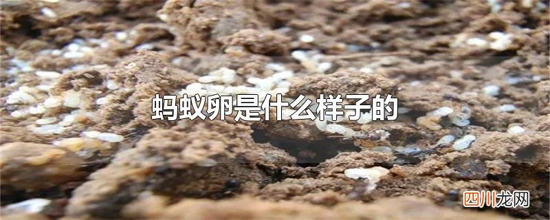 蚂蚁卵是什么样子的