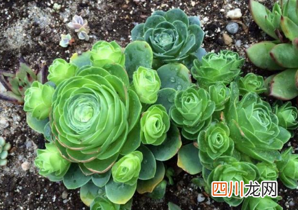 山地玫瑰杆子干了是怎么回事