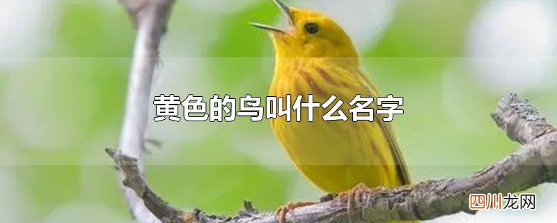 黄色的鸟叫什么名字