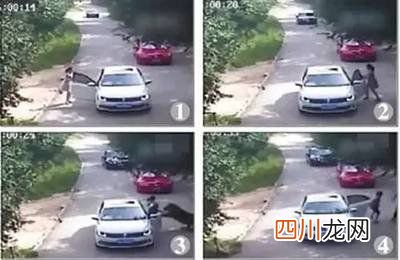 幸存的女人现在怎么样了 八达岭老虎伤人的事件完整视频