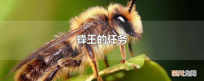 蜂王的任务