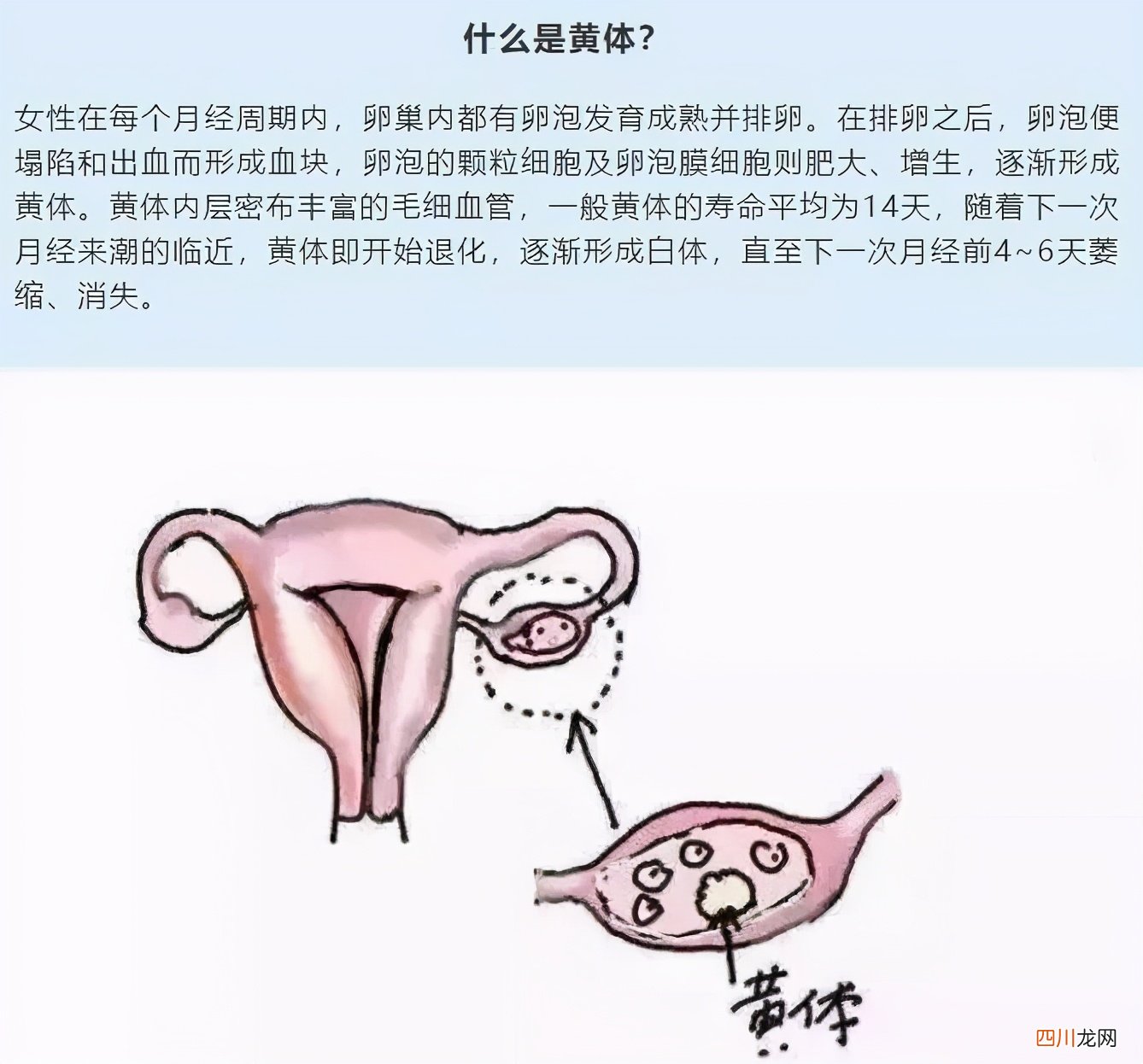 经期减肥会瘦得比较快 月经期减肥一周瘦15斤