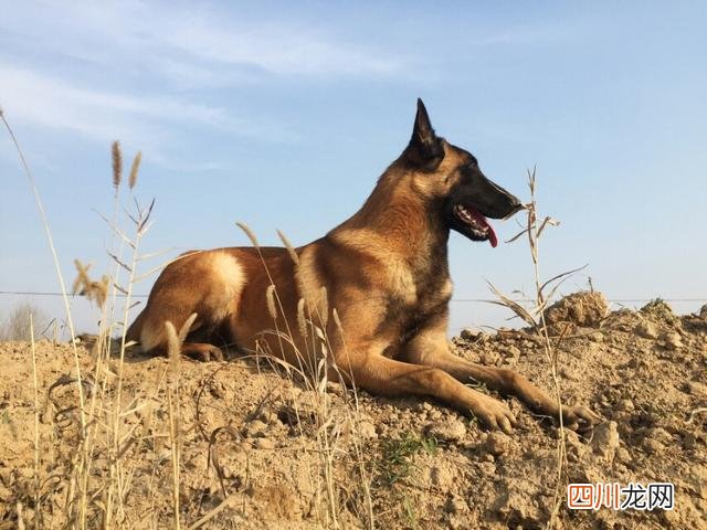 黑狼犬多少钱一只幼犬 黑狼犬为什么不能当警犬
