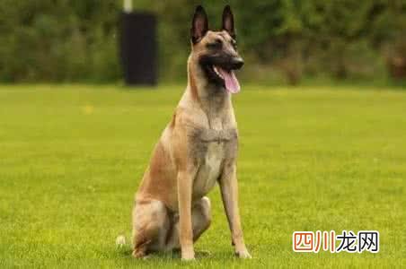 黑狼犬多少钱一只幼犬 黑狼犬为什么不能当警犬