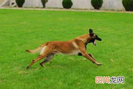 黑狼犬多少钱一只幼犬 黑狼犬为什么不能当警犬