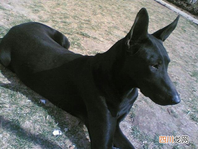 黑狼犬多少钱一只幼犬 黑狼犬为什么不能当警犬