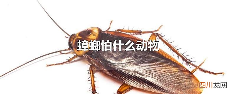 蟑螂怕什么动物