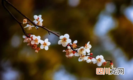 今年过年立春了吗2022