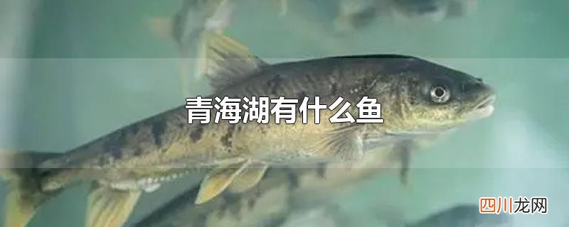 青海湖有什么鱼