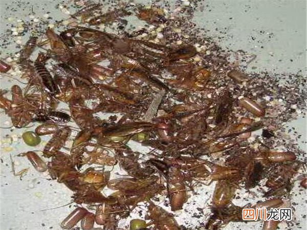 家里出现蟑螂怎么办 蟑螂怎么消灭彻底小妙招