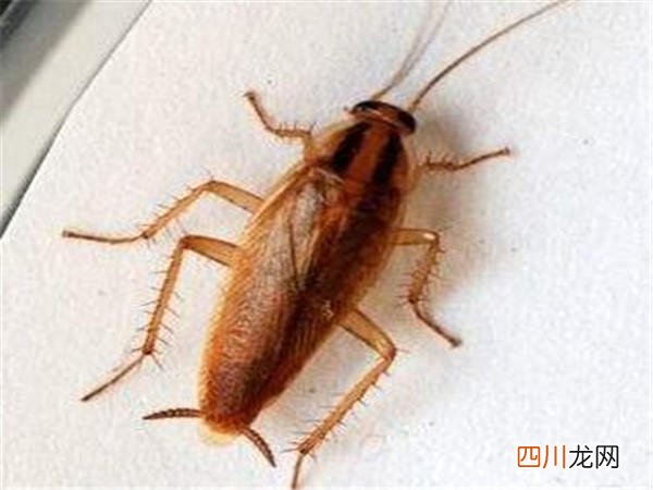 家里出现蟑螂怎么办 蟑螂怎么消灭彻底小妙招